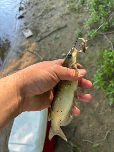iNaturalist observation photo of Channel Catfish