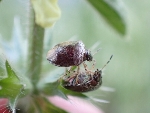 Woundwort Shield Bug