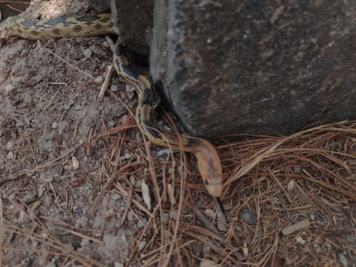 Mexican Bull Snake