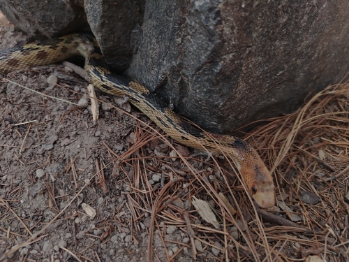 Mexican Bull Snake