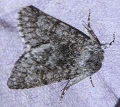 Acronicta euphorbiae