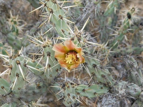 Cylindropuntia calmalliana (Cylindropuntia calmalliana)