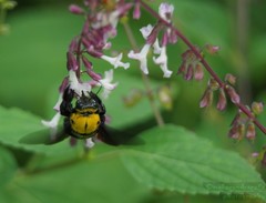 Xylocopa ruficornis