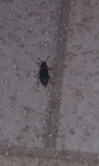 Coleoptera
