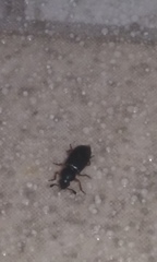 Coleoptera
