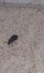 Coleoptera