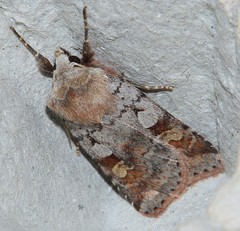 Diarsia mendica