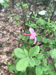 Rhododendron prinophyllum