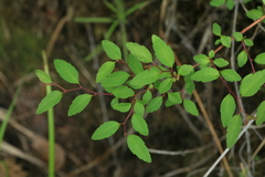 Spiraea flexuosa