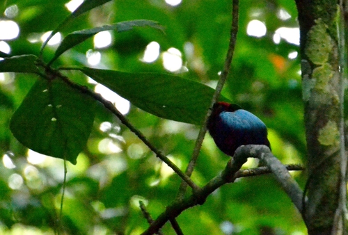 Chiroxiphia pareola
