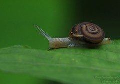 Ariophantidae