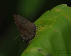 Surendra quercetorum