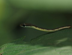 Dendrelaphis