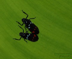 Callitettix versicolor