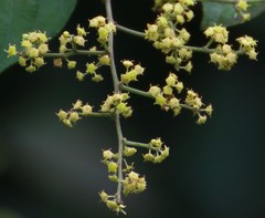 Ventilago denticulata
