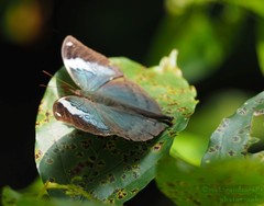 Kallima horsfieldii