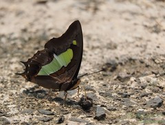 Polyura