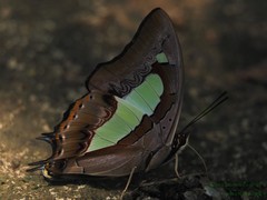 Polyura
