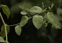 Ventilago denticulata