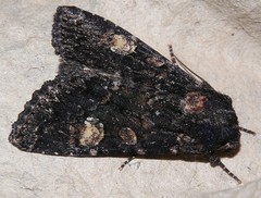 Apamea rubrirena