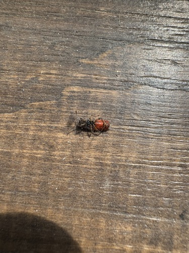 Elm Seed Bug