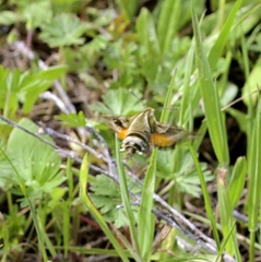 Proserpinus clarkiae