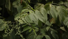 Ventilago denticulata