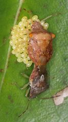 Uhlunga typica