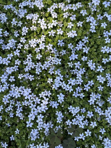 Lobelia pedunculata 2