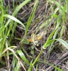 Proserpinus clarkiae