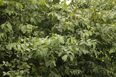 Ventilago denticulata