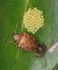 Uhlunga typica