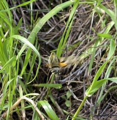 Proserpinus clarkiae