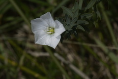 Linum monogynum monogynum