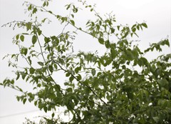 Ventilago denticulata