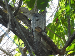 Nyctibius jamaicensis