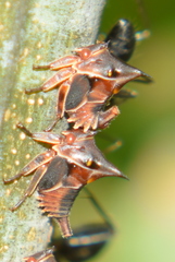 Oxyrhachis