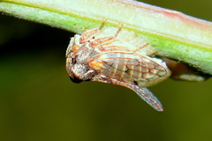 Oxyrhachis