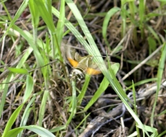 Proserpinus clarkiae