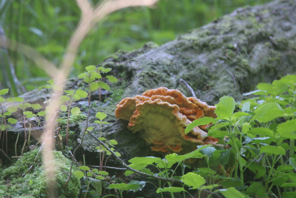 chicken of the woods · May 2026 · photo: Photo: (c) Newt Wheeler, some rights reserved (CC BY) · iNaturalist