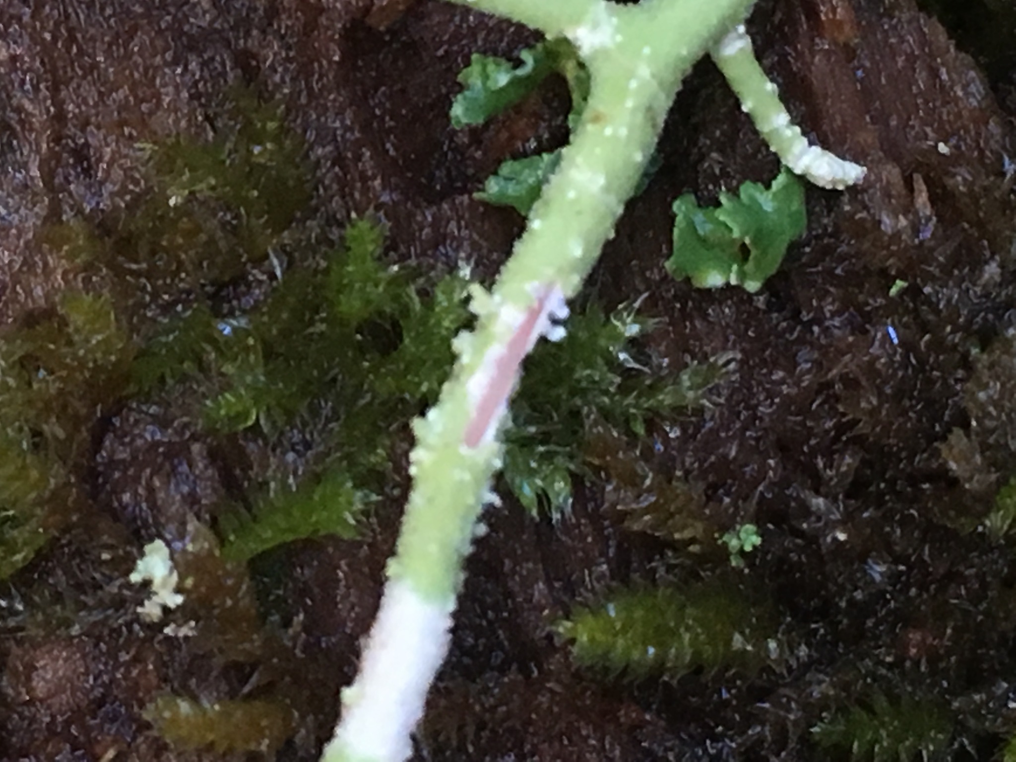Usnea ceratina image