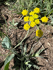 Lomatium triternatum, photograph (c) Jess Kowalski, some rights reserved (CC BY)