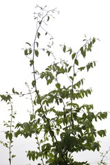 Ventilago denticulata