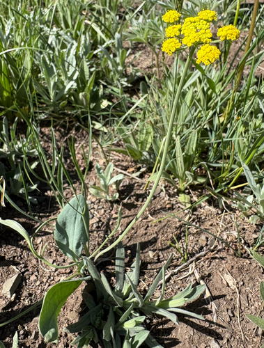 Lomatium triternatum, photograph 5