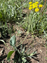 Lomatium triternatum, photograph (c) Jess Kowalski, some rights reserved (CC BY)
