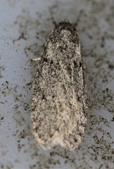 Semioscopis inornata