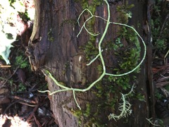 Usnea ceratina