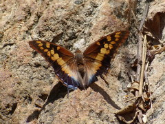 Charaxes guderiana guderiana
