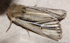 Mythimna anderreggii