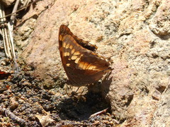 Charaxes guderiana guderiana